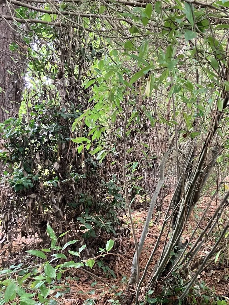 Affordable landscape design for beautiful yards across Easton, MD - Good Life Property Management