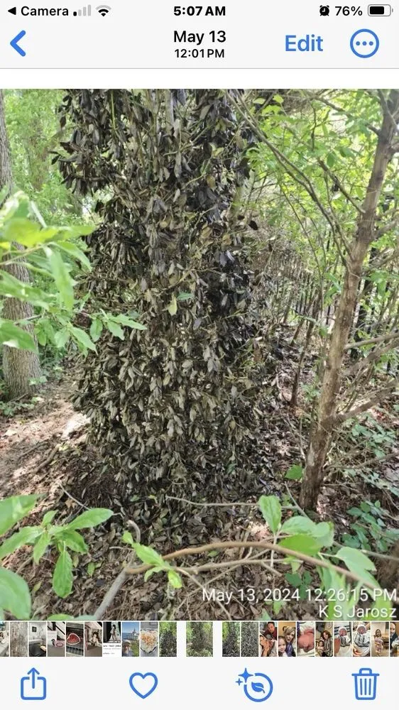 Expert yard maintenance with custom design in Easton, MD by Good Life Property Management