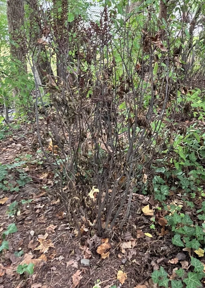 Affordable landscape design near you across Easton, MD - Good Life Property Management