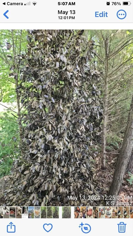 Trusted landscape design for outdoor upgrades across Easton, MD - Good Life Property Management