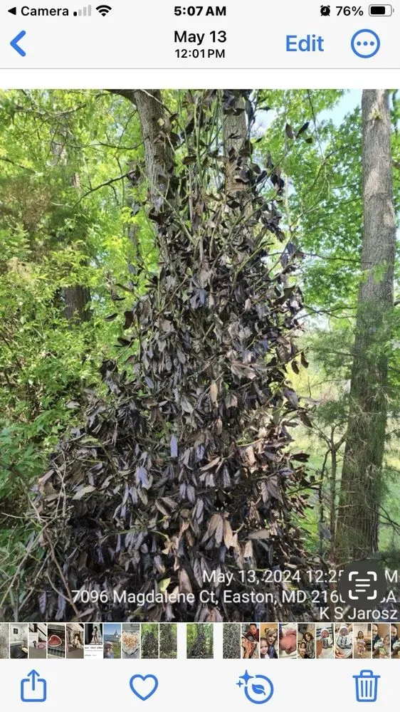 Professional yard maintenance in Easton, MD - Good Life Property Management