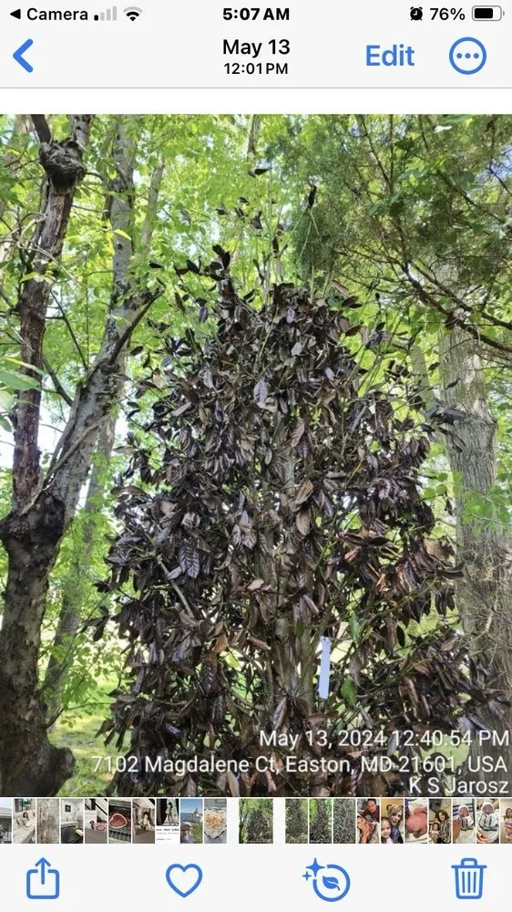 Local residential landscaping for homes across Easton, MD - Good Life Property Management