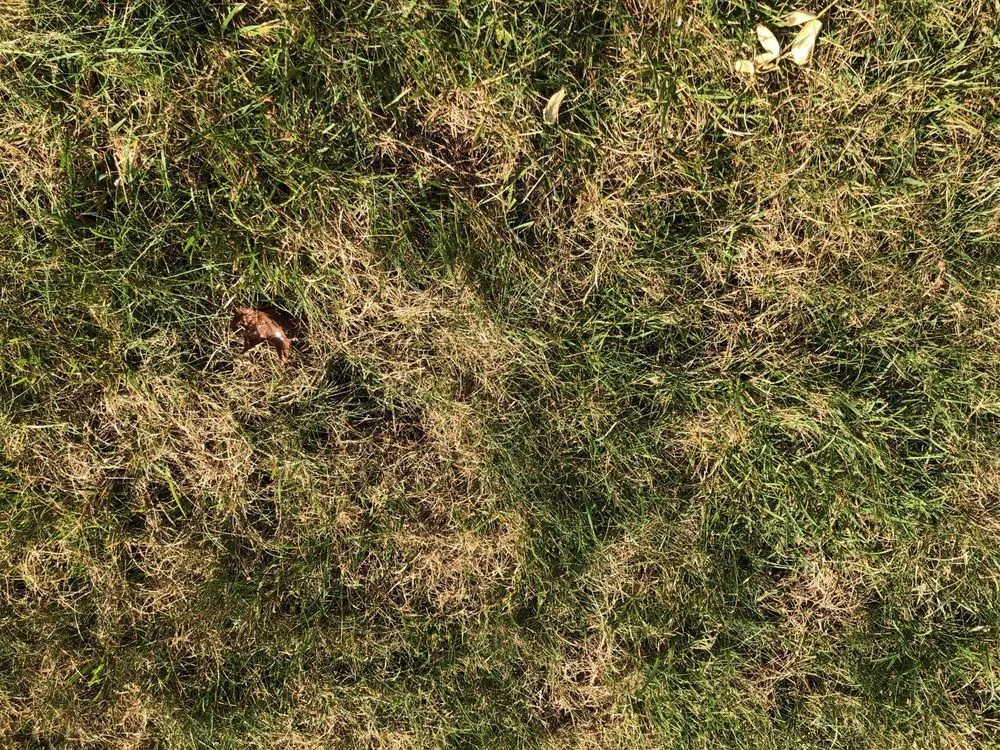 Trusted yard cleanup service in Howell, NJ - Good Mowin