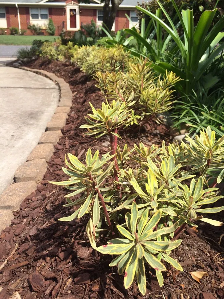 Custom yard maintenance in Chesapeake, VA - Good N' Green