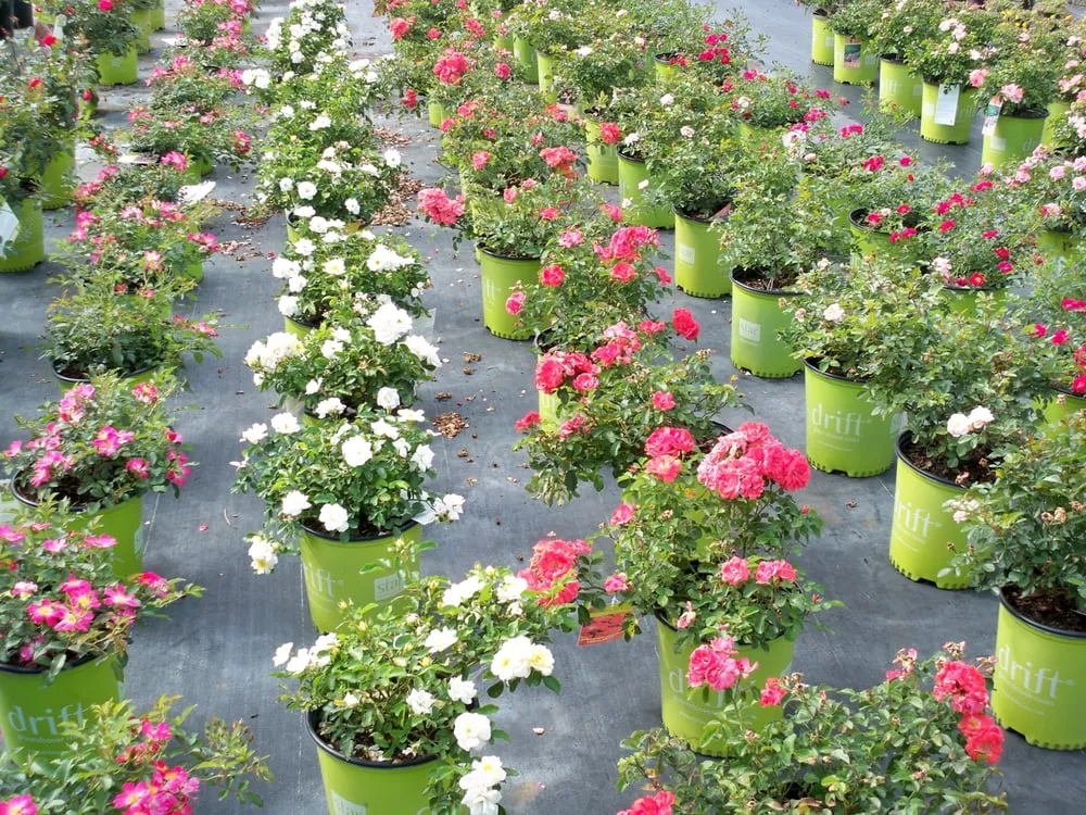 Trusted yard cleanup service in Murdock, FL by Good N Green