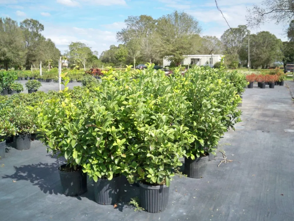 Reliable residential landscaping for homes across Murdock, FL - Good N Green