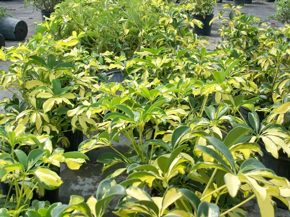 Expert yard maintenance in Murdock, FL - Good N Green