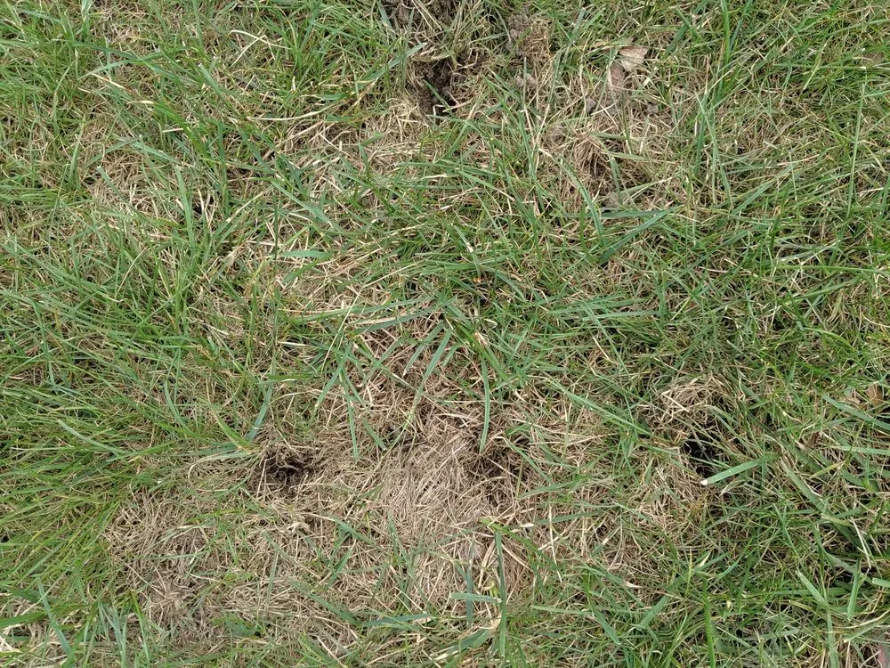 Professional outdoor landscaping in Independence, OH - Good Nature Organic Lawn Care - Cleveland