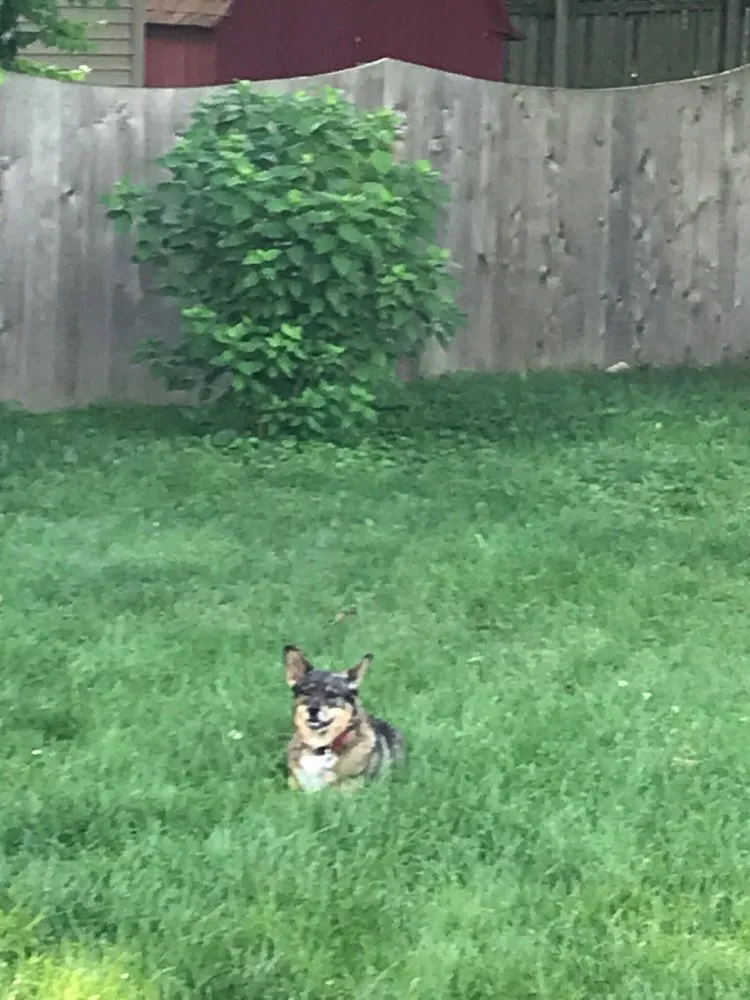 Affordable lawn mowing service for outdoor upgrades across Grove City, OH - Good Nature Organic Lawn Care