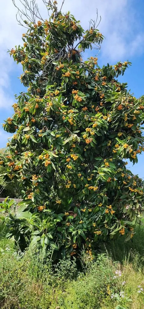 Custom residential landscaping for residential properties in Oxnard, CA by Good Natured Plants