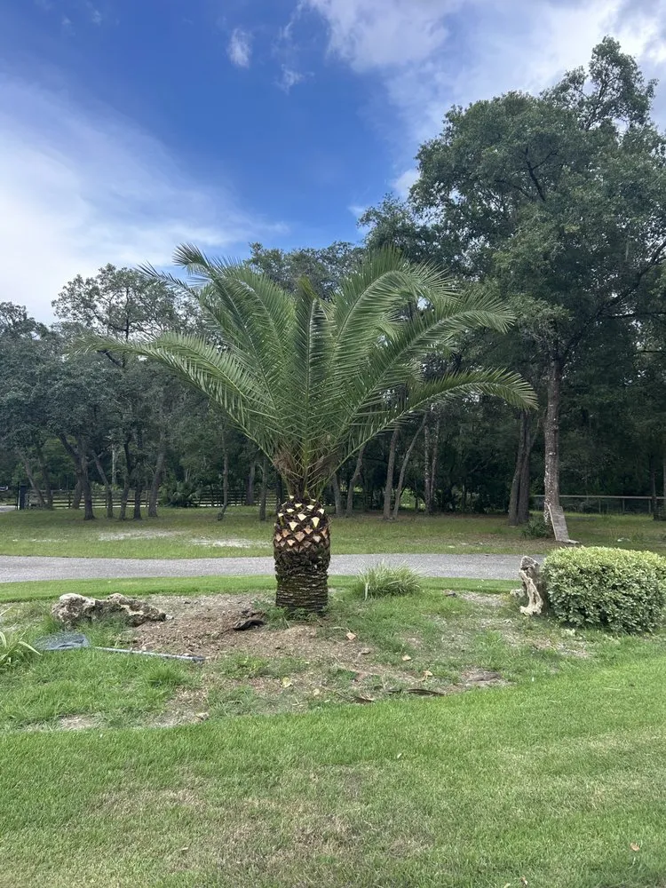 Expert garden landscaping in Summerfield, FL by Good Neighbor Lawn Care