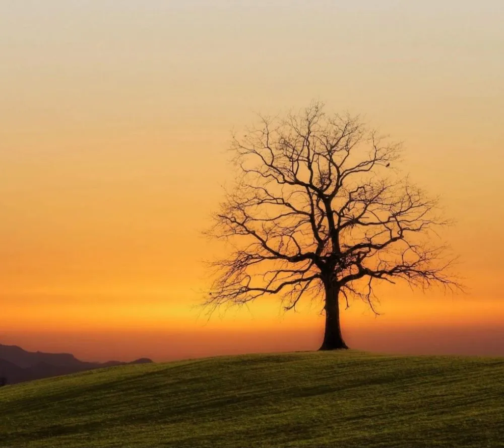 Expert yard maintenance with custom design in Lewisburg, TN by Good Ole Boy Landscaping