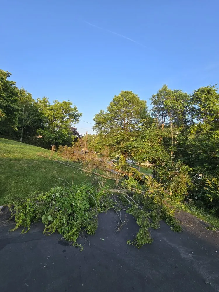 Expert yard cleanup service in Despard, WV by Good One Services