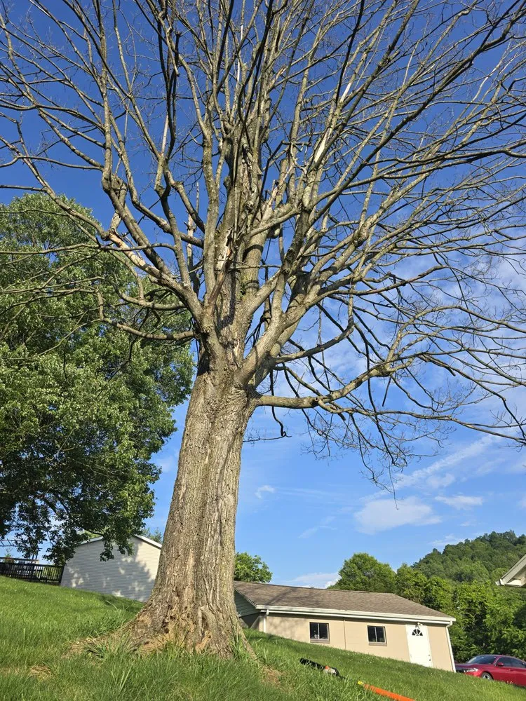 Trusted yard cleanup service in Despard, WV - Good One Services