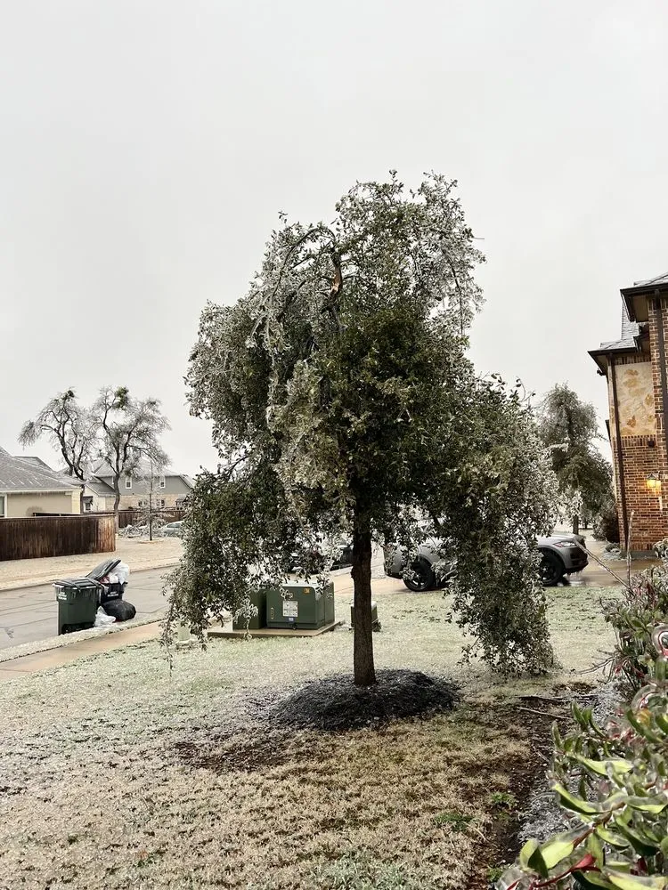 Professional yard cleanup service in Temple, TX - Good Roots Irrigation