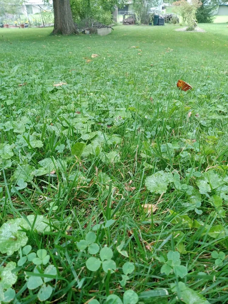 Local landscape installation experts serving Zeeland, MI - Good Sweet Earth