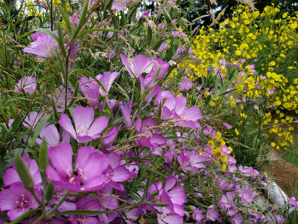 Reliable lawn mowing service experts serving Tualatin, OR - Good Thyme Landscapes