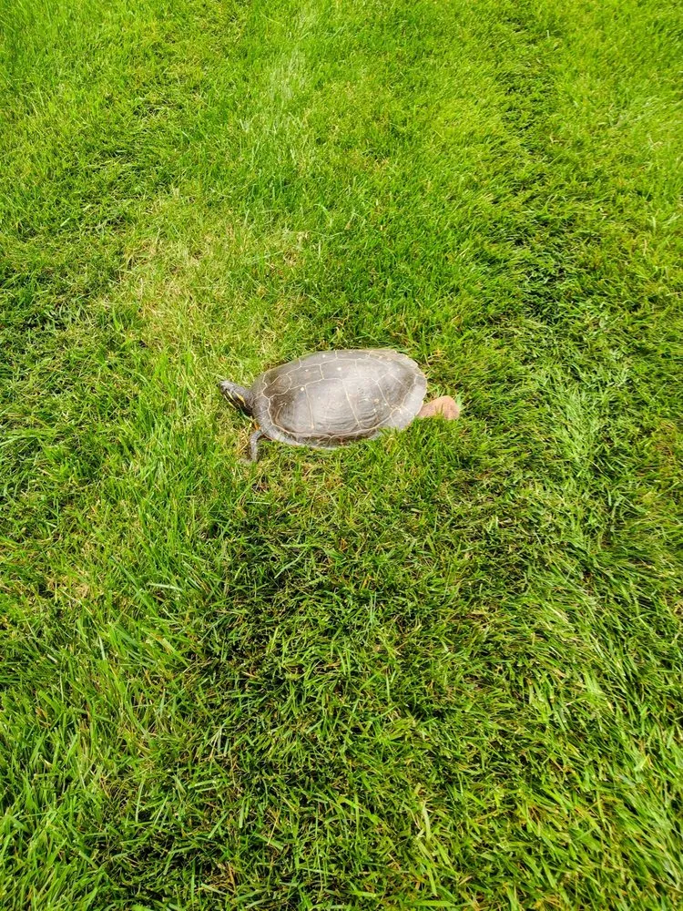 Local landscape installation experts serving Gainesville, GA - Good Timing Lawn Care