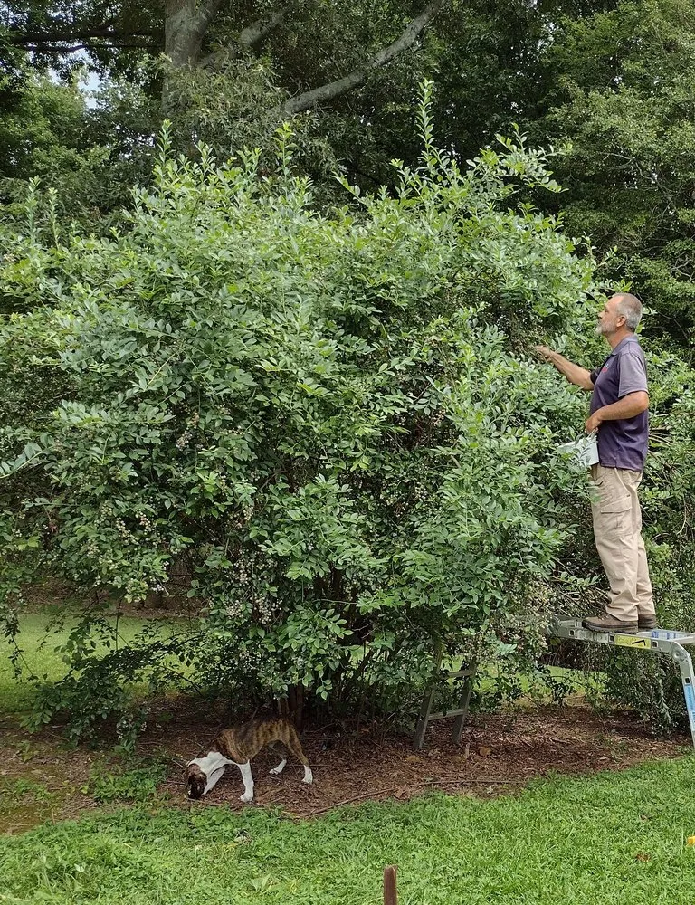 Trusted garden landscaping for beautiful yards in Gainesville, GA by Good Timing Lawn Care