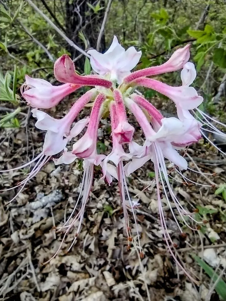 Reliable lawn mowing service for year-round maintenance across Gainesville, GA - Good Timing Lawn Care