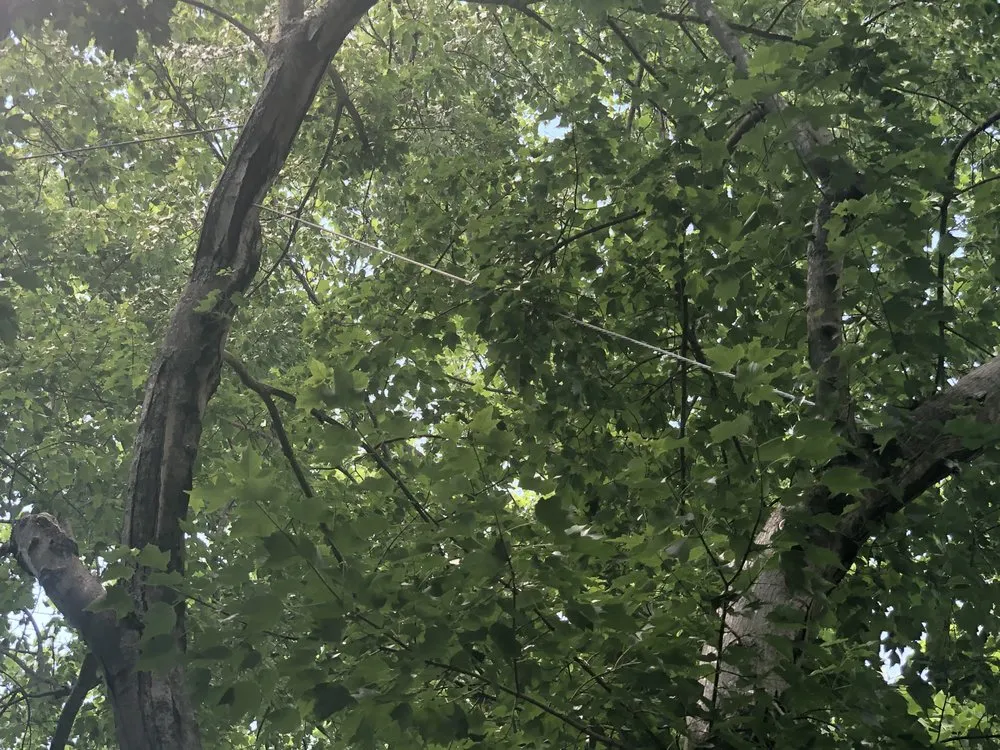 Affordable lawn mowing service for outdoor upgrades in Georgetown, KY by Good Tree Stewards