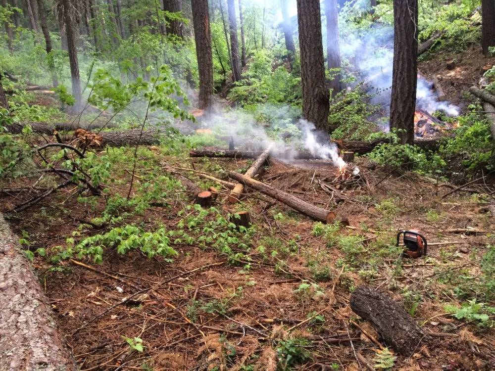 Trusted landscape design experts serving Georgetown, KY - Good Tree Stewards