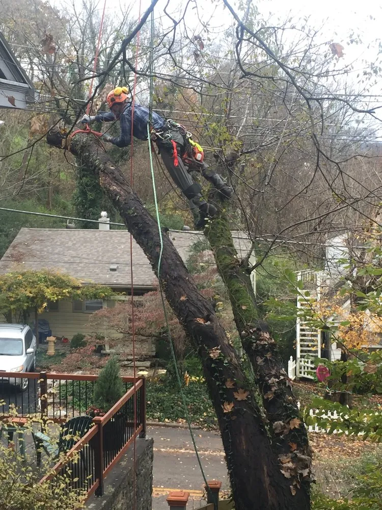 Top-rated landscape design in Georgetown, KY - Good Tree Stewards