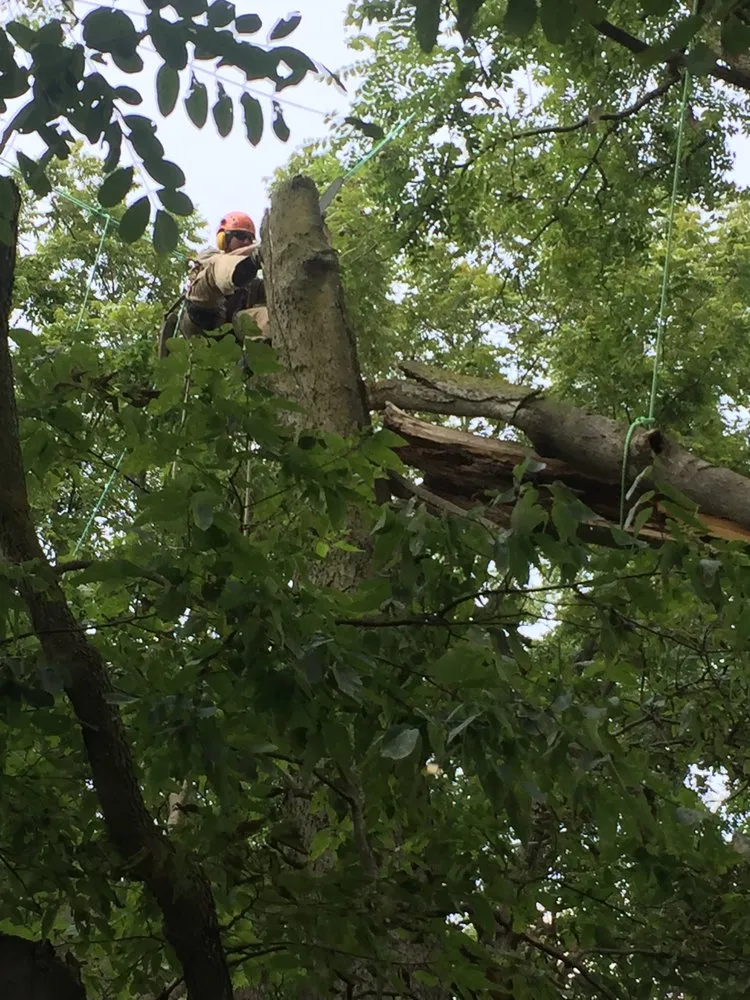 Expert garden landscaping experts serving Georgetown, KY - Good Tree Stewards