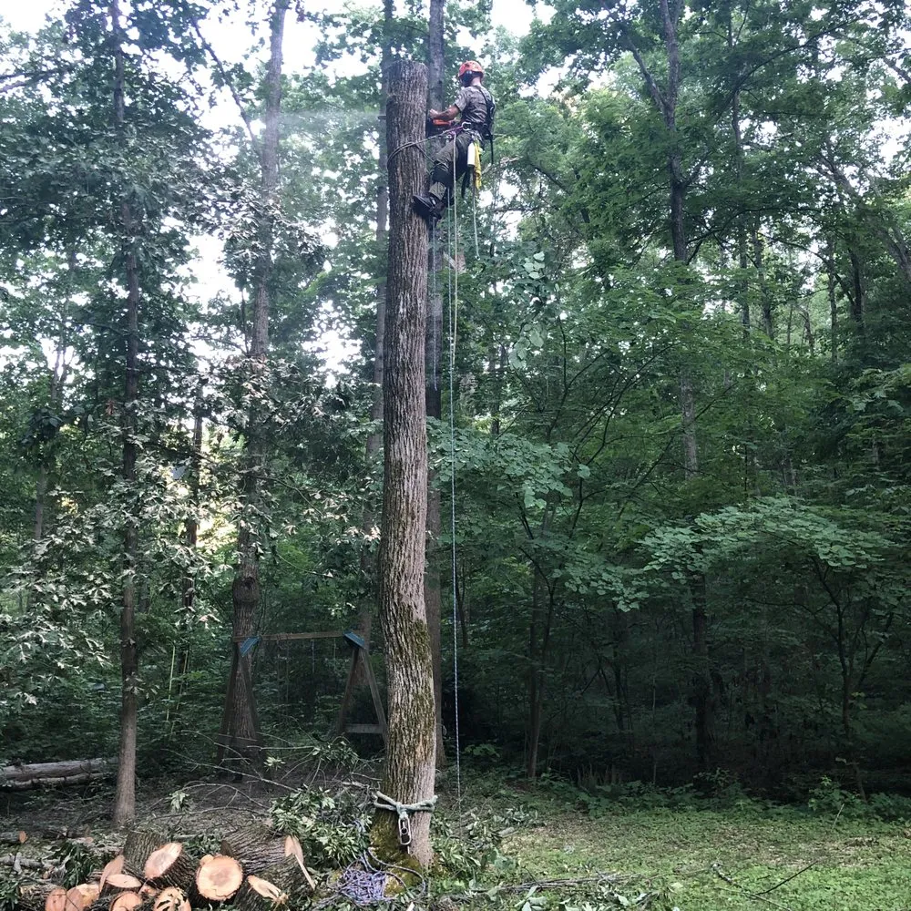 Expert yard cleanup service in Georgetown, KY - Good Tree Stewards