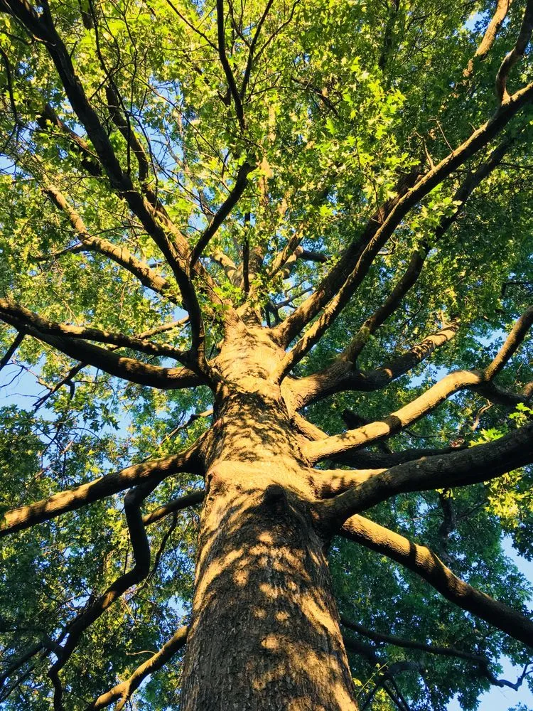 Top-rated yard maintenance for residential properties in Georgetown, KY by Good Tree Stewards