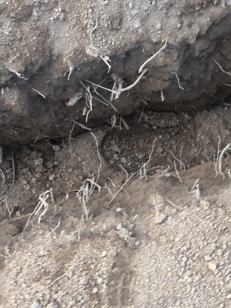 Professional landscaping services for residential properties in Georgetown, KY by Good Tree Stewards