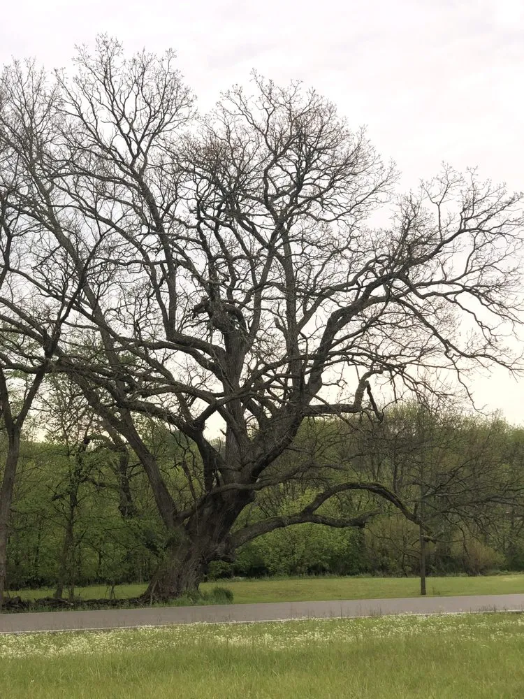 Professional yard cleanup service experts serving Georgetown, KY - Good Tree Stewards