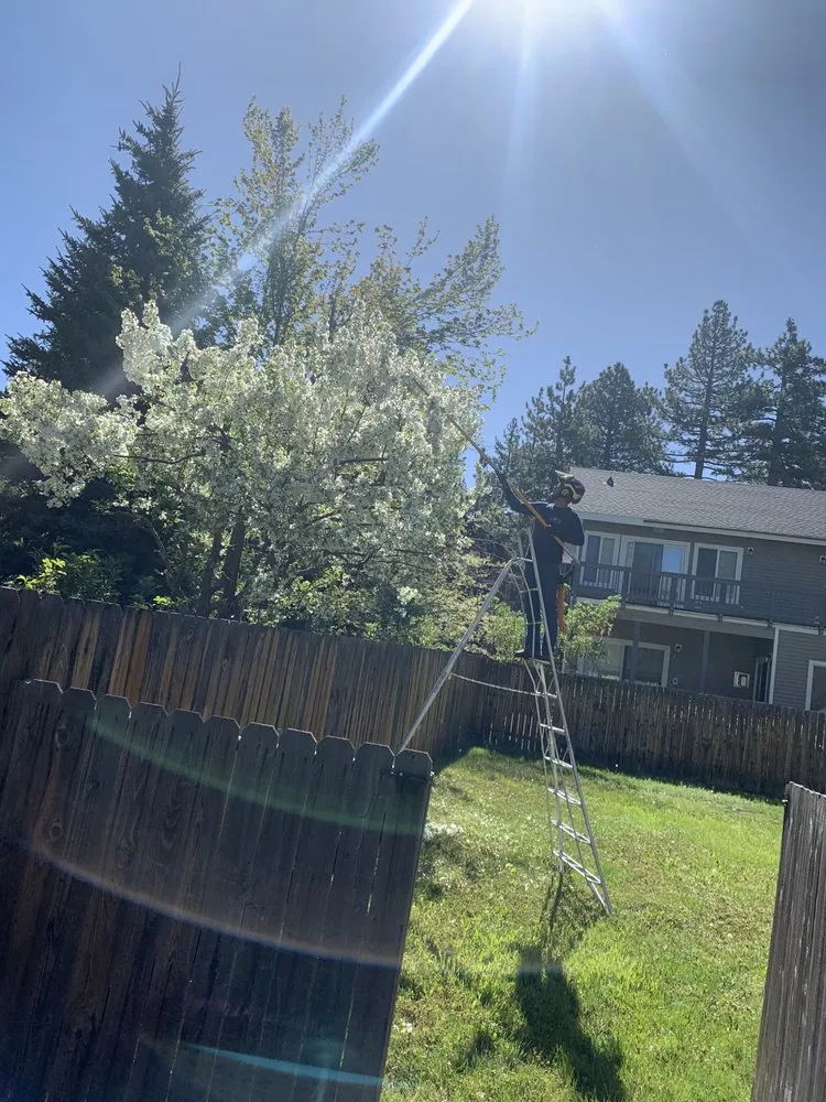 Local landscape installation in South Lake Tahoe, CA - Good View Tree Service
