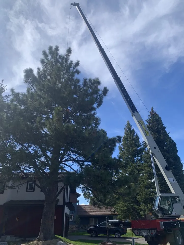 Affordable yard maintenance experts serving South Lake Tahoe, CA - Good View Tree Service