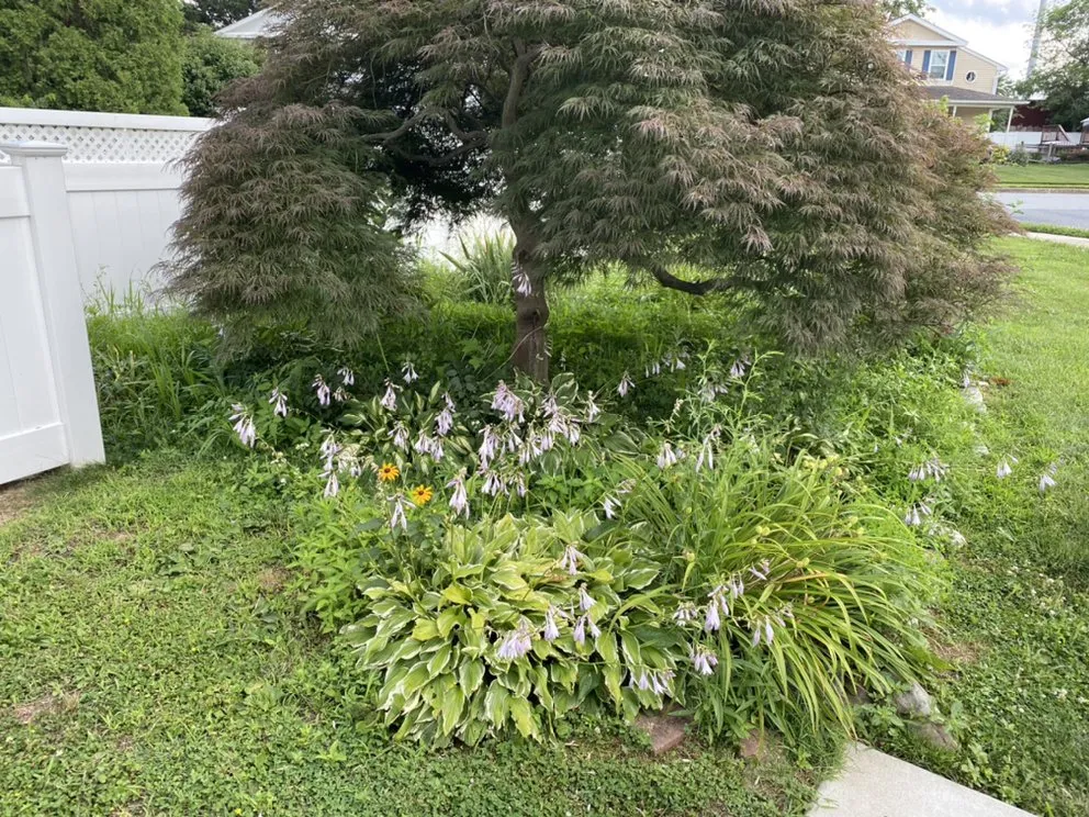 Top-rated yard cleanup service in Newark, DE by Goodfellas Landscaping