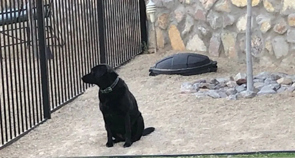 Local yard cleanup service in Las Cruces, NM by Goodguyz Landscape & Handyman