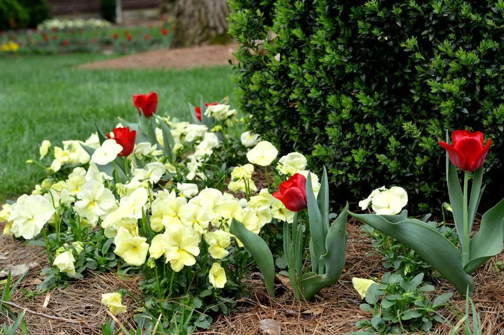 Trusted outdoor landscaping for outdoor upgrades across Nashville, TN - Goodin Lawncare