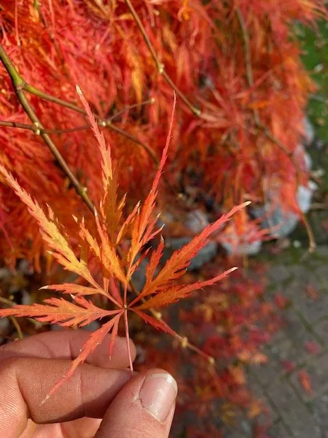 Custom yard cleanup service in River Edge, NJ by Goodman Landscape Contractors