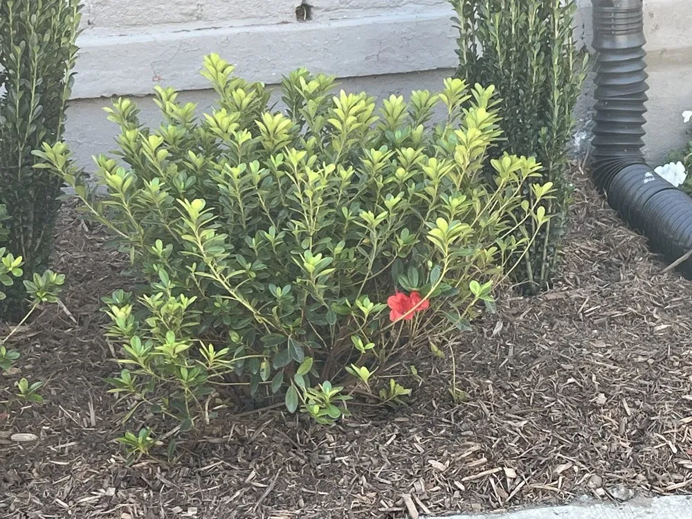 Trusted lawn care service experts serving Fairfax, VA - GoodNeighbor Exterior Services