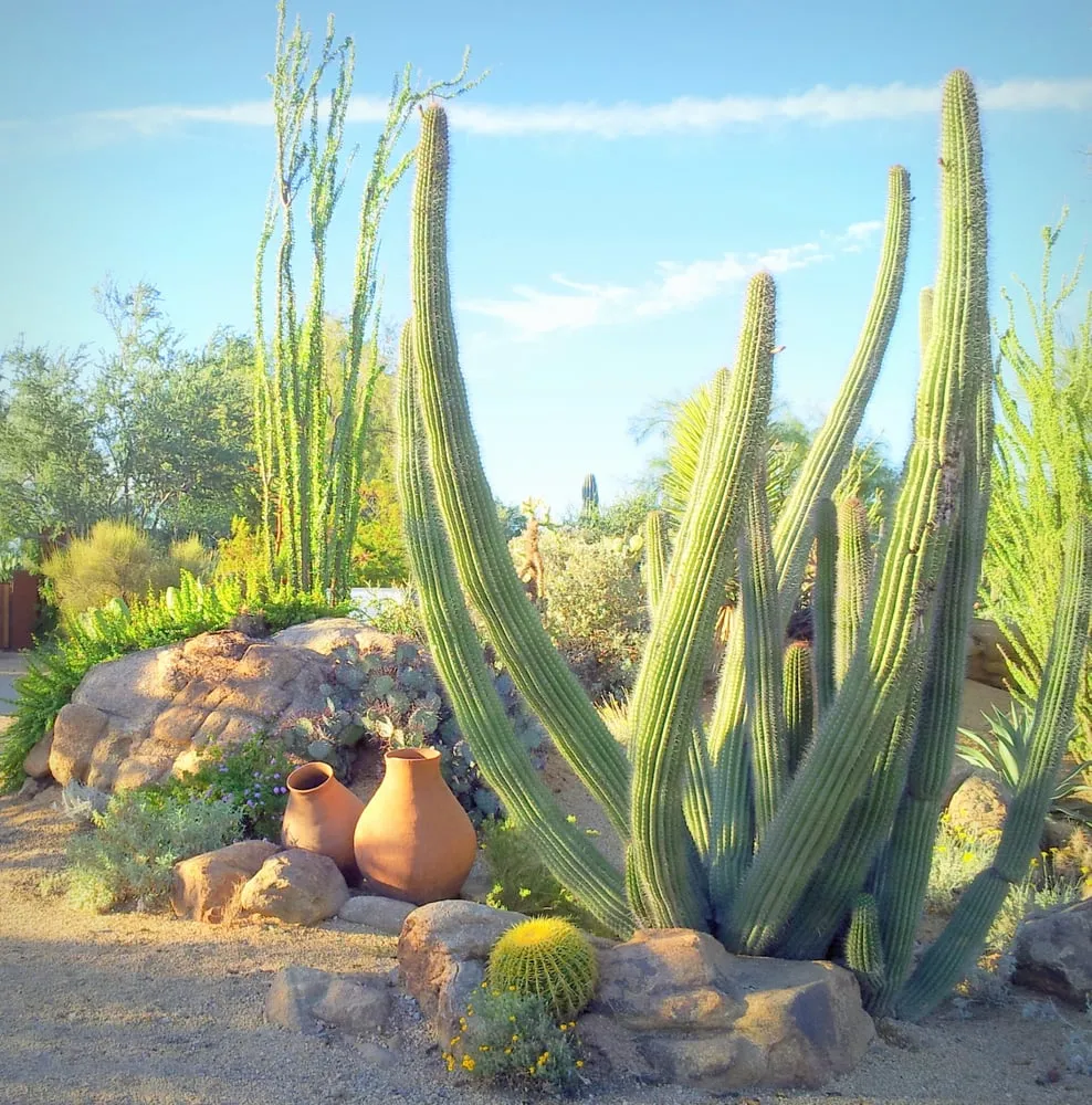 Custom yard cleanup service in Cave Creek, AZ by Goodroad Landscaping