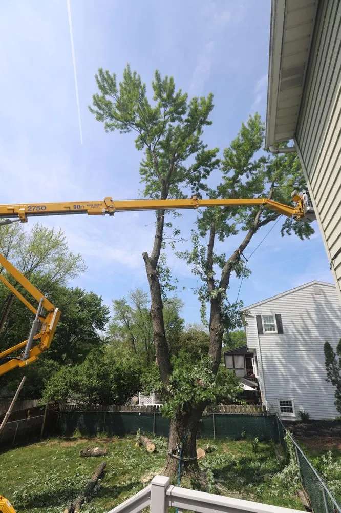 Affordable yard cleanup service for year-round maintenance across Harrisburg, PA - Good's Tree Care