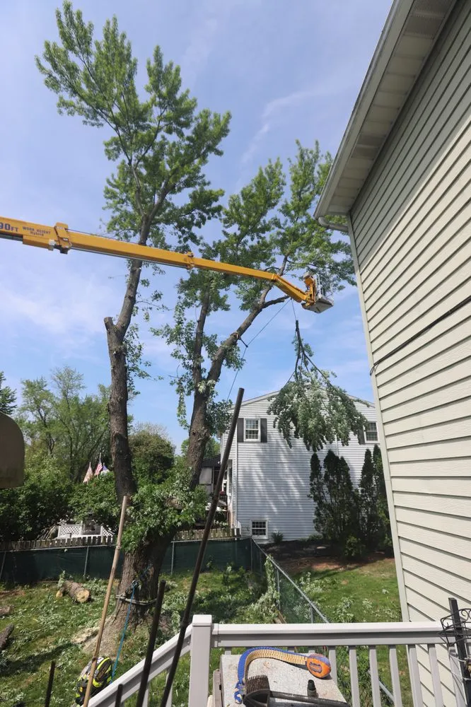 Custom yard cleanup service experts serving Harrisburg, PA - Good's Tree Care