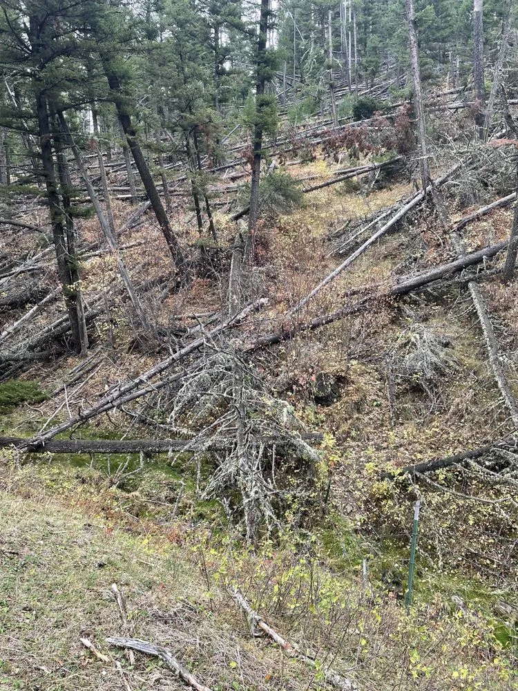 Local yard cleanup service in Kalispell, MT by Goodsawyers