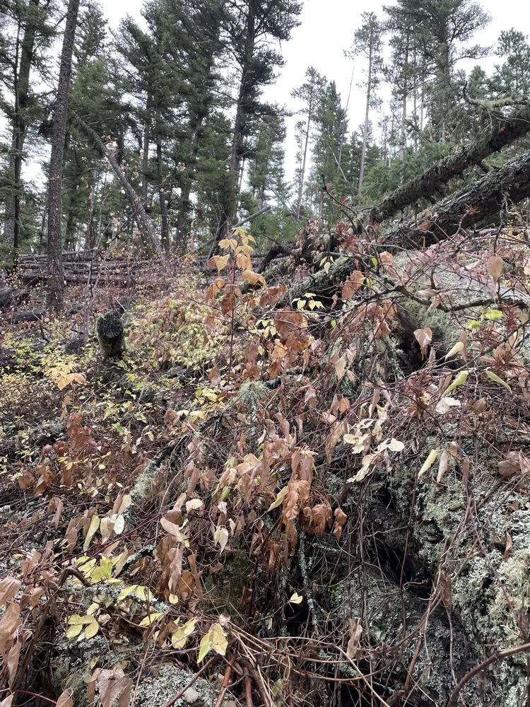 Trusted landscape design with custom design in Kalispell, MT by Goodsawyers