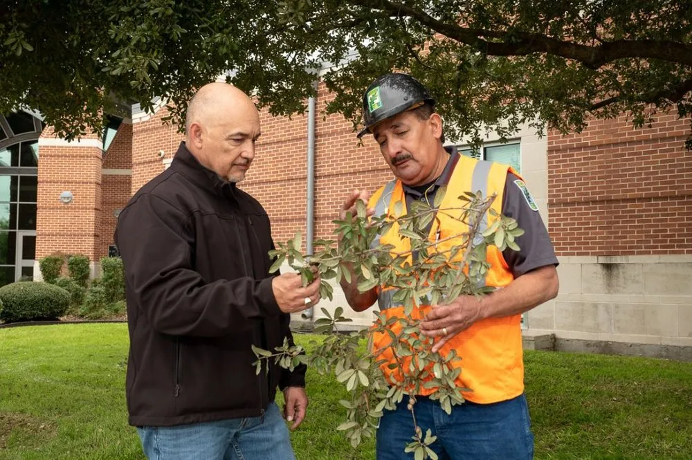 Professional yard cleanup service for beautiful yards in San Antonio, TX by Goodwill Commercial Landscaping And Tree Care