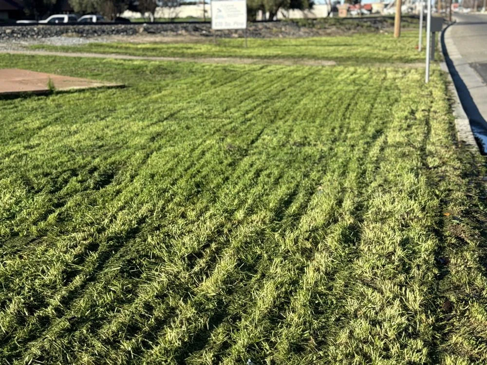 Professional yard maintenance for outdoor upgrades in Madera, CA by Goodys Lawn Services