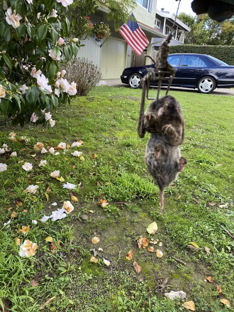 Expert lawn mowing service in Richmond, CA by Gopher Bros