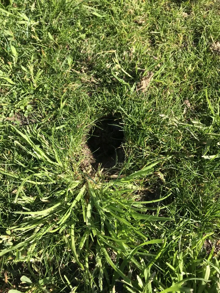 Professional lawn care service for residential properties across Brentwood, CA - Gopher-Removal