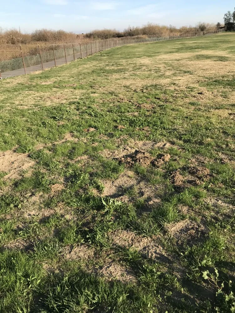 Reliable landscape design in Brentwood, CA - Gopher-Removal