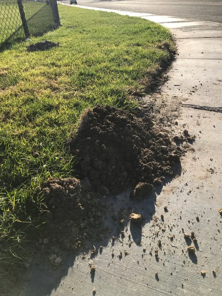 Trusted outdoor landscaping near you across Brentwood, CA - Gopher-Removal